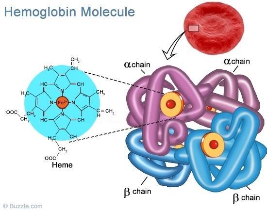3.5 HEMOGLOBIN Hemoglobin je jedna z nejvýznamnějších molekul živočišné říše a patří mezi chromoproteiny. Je to konjugovaná bílkoviny, která je tvořena čtyřmi podjednotkami.