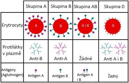 Obrázek 3 Rozdělení krevních skupin - antigenů a protilátek V krevní plazmě jsou naopak obsaženy bílkovinné protilátky zvané aglutininy (anti-a, anti-b).