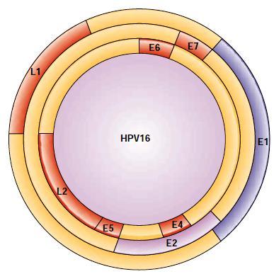 Obr. 2: Schéma genomu HPV typu 16.