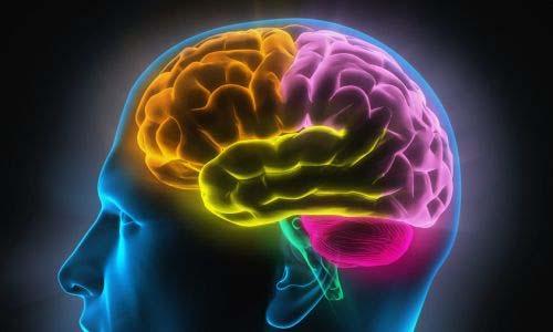 Mozek se skládá z 6 částí: 1. PRODLOUŽENÉ MÍCHY 2. VAROLOVA MOSTU 3.