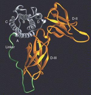 IL-6 cytokiny regulace a funkce - Jednotlivé IL-6 cytokiny jsou ve svých účincích z velké části vzájemně zastupitelní - Specifičnost účinků je dána přítomností specifického receptoru na povrchu nebo