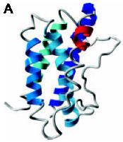 Gp130/IL-6 rodina - Rodina cytokinů sdílejících transmembránový receptor, glykoprotein - gp130.