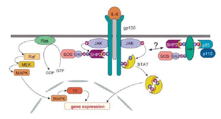 Komplex ligand / vysoce afinitní receptor / gp130 spouští několik paralelních drah transdukce signálu, hlavní / fyziologicky nejvýznamnější se zdá dráha JAK