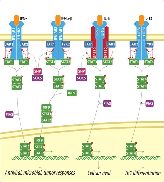 Jak a STAT proteiny se účastní