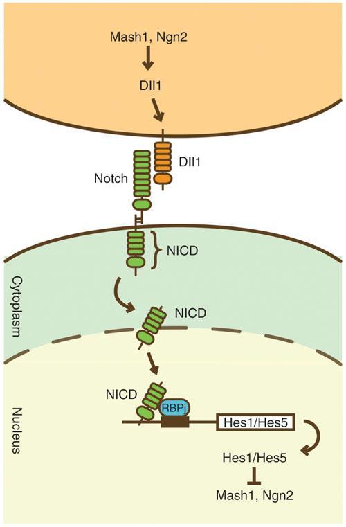 ALTERNATIVNÍ DRÁHY AKTIVACE STAT3 Aktivace prostřednictvím proteinů Hes (transkripční cíle signální dráhy Notch - protein Hes je schopen asociace s JAK2, jeho