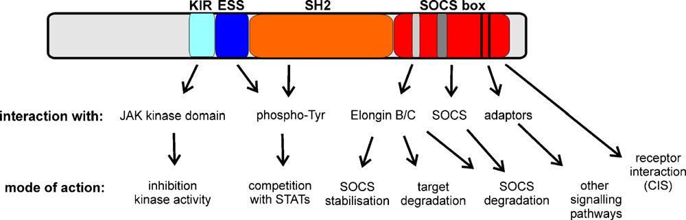 SOCS (supresor signálu cytokinů / suppressor of cytokine signaling) jejich exprese je indukována aktivací gp130 a dráhy JAK->STAT.