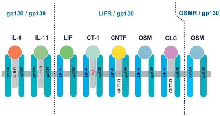 Komplexy tvořené cytokiny IL-6 rodiny s jejich receptory Heinrich 2003 Nesignalizující receptory váží dva signalizující receptory, gp130 případně LIFR IL-6 a IL-11 > jejich receptor váže dvě molekuly