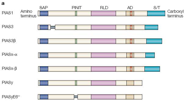 a) schematická struktura jednotlivých proteinů PIAS Shuai & Liu 2005 The SAP domain (scaffold-attachment factor A (SAFA) and SAFB, apoptotic chromatin-condensation inducer in the nucleus (ACINUS) and