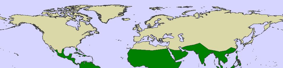 prvotní fylozoogeografickéčlenění světa