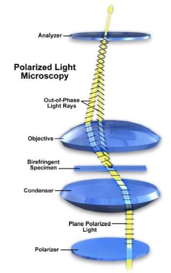 Polarizační mikroskop - schéma pozorujeme mimořádné