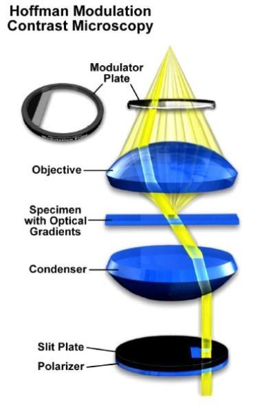 Hoffmanův modulační kontrast (HMC)* Obrazová ohnisková rovina objektivu Princip: Zdokonalená verze šikmého osvětlení preparátu Modulační destička (obdélníková štěrbinová apertura v přední ohniskové