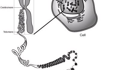 Chromosomy - skot 30 párů chromosomů 30 chromosomů od otce 30 chromosomů od matky DNA genom soubor