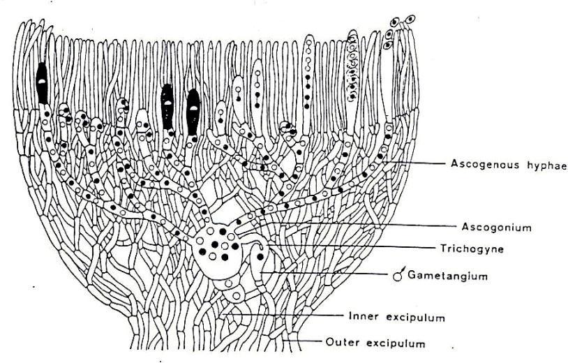 Nyní jen několik základních skutečností: Společným znakem je vřecko (latinsky ascus), meiosporangium s tvorbou endospor, označovaných jako askopory.
