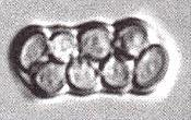 Druh Schizosaccharomyces pombe se vyuţívá ke zkvašování semen prosa při přípravě tzv.