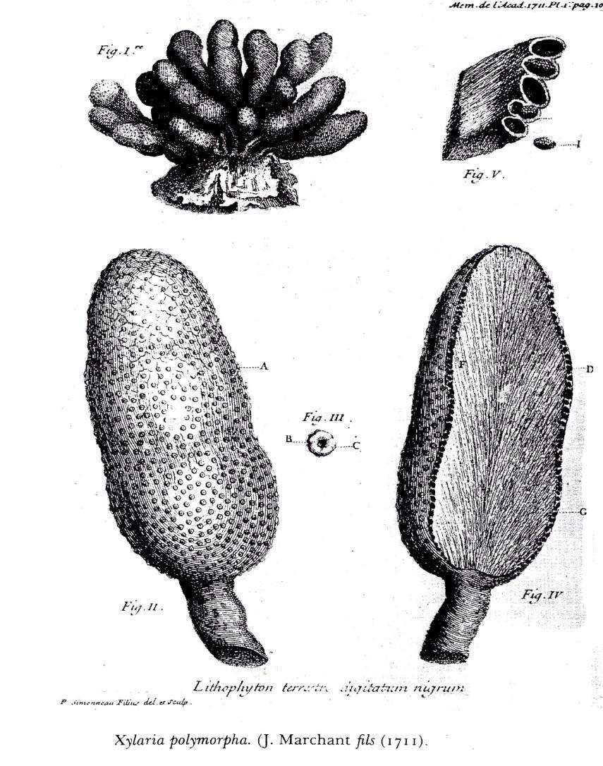 ASCOMYCOTA ZÁKLADNÍ CHARAKTERISTIKA Největší skupina říše Fungi (kolem 6 300 rodů a 64 000 druhů - údaje z Dictionary of Fungi 2008).