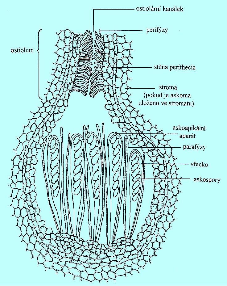Perithecium lahvicovitá plodnice s malým, determinovaným otvorem (ostiolem), vřecka unitunikátní,