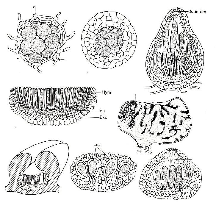 základní typy plodnic vřeckovýtrusých hub gymnothecium vřecka ostiolum perithecium apothecium kleistothecium