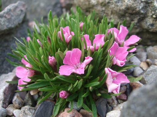 Ranunculus glacialis)