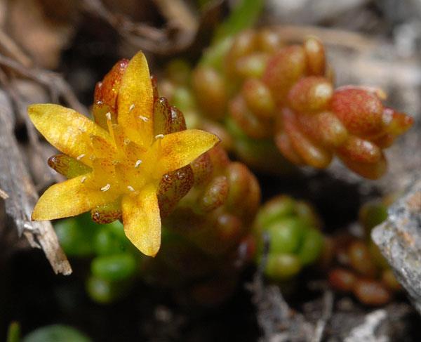 (Sempervivum, Sedum) Sedum