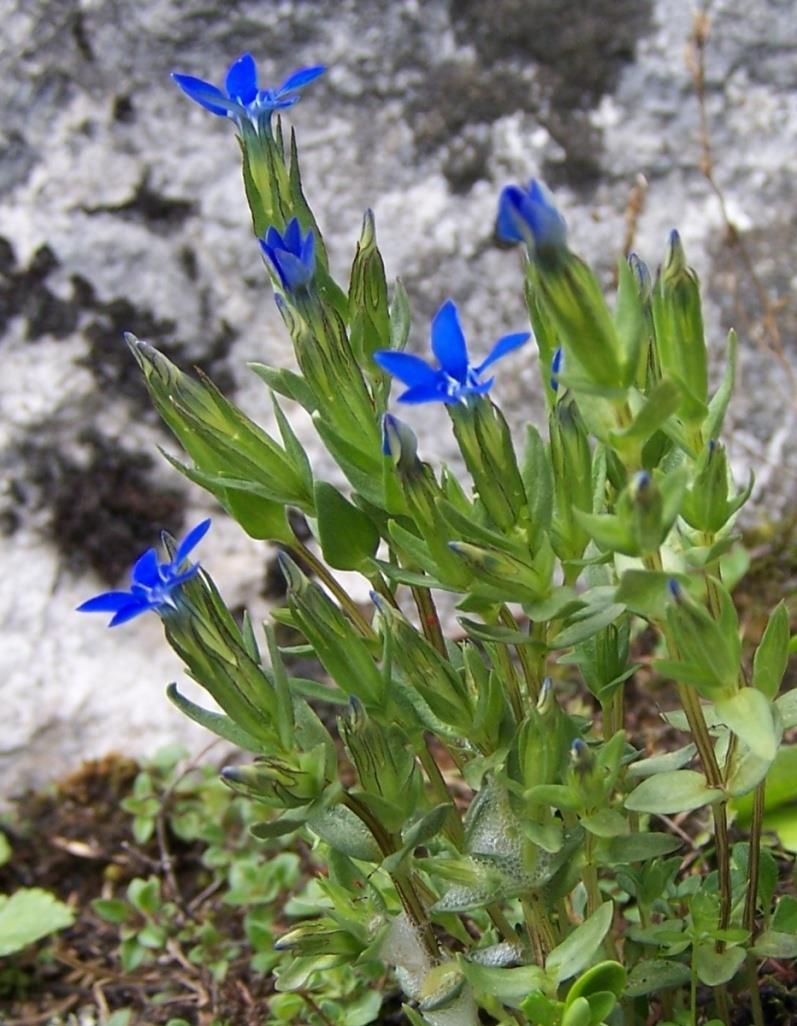 kožovité listy (Gentiana