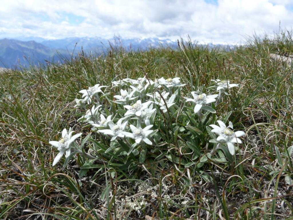 narcissiflora, Campanula barbata, Hieracium