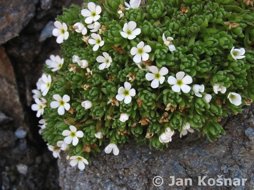 škroby a cukry (Erica carnea, Dryas octopetala,