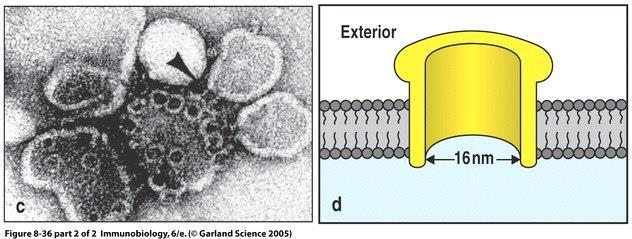 Cytotoxické T lymfocyty (Tc) Tři druhy cytotoxických mechanismů: 1) Cytotoxické granule v cytoplazmě TC protein perforin a proteázy granzymy po