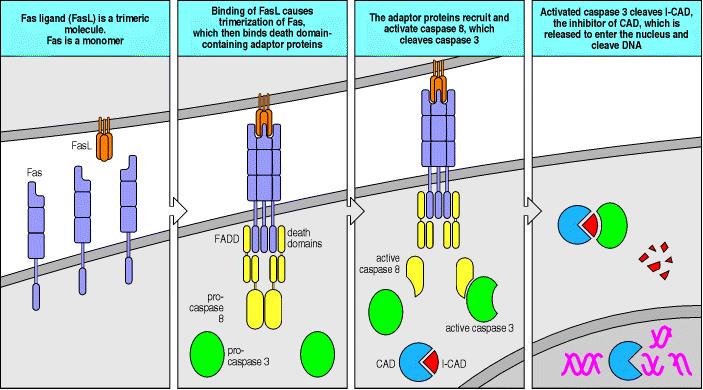 mezi buňkami peforin (podobně jako komplementový protein C9 vytváří v membráně póry 2) Tc nesou Fas-ligand (FasL) váže se na apoptotický receptor Fas