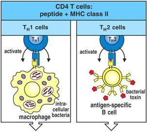 Pomocné T lymfocyty Imunitní reakce typu Th1