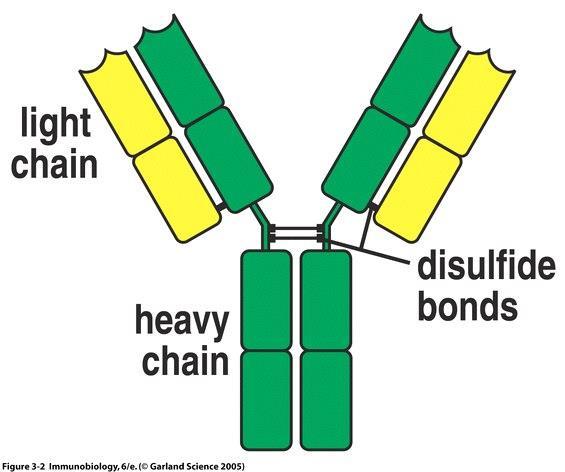Rozpustné imunoglobuliny Variabilní část N konec (vazba antigenu) Konstatní část C konec Dva těžké řetězce jsou kovalentně spojeny disulfidickými (cystinovými) můstky Ke každému těžkému řetězci je
