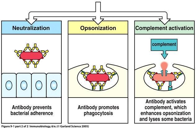 Efektorové mechanismy protilátek Neutralizace: Protilátky blokují aktivitu toxinů, virů a jiných mikroorganismů tím, že se váží na kritické epitopy nutné pro toxické působení Opsonizace: