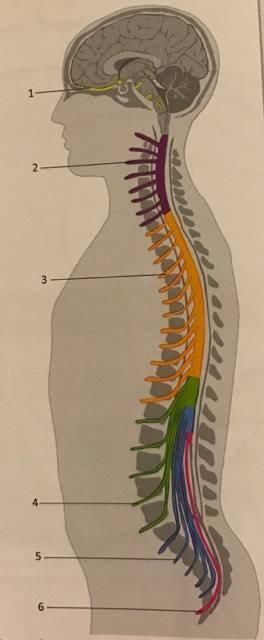 2 Obecná část 2.1 Definice, charakteristika onemocnění Polyneuropatie představují rozsáhlou skupinu poškození periferních nervů bez traumatické etiologie (Rokyta, 2015).