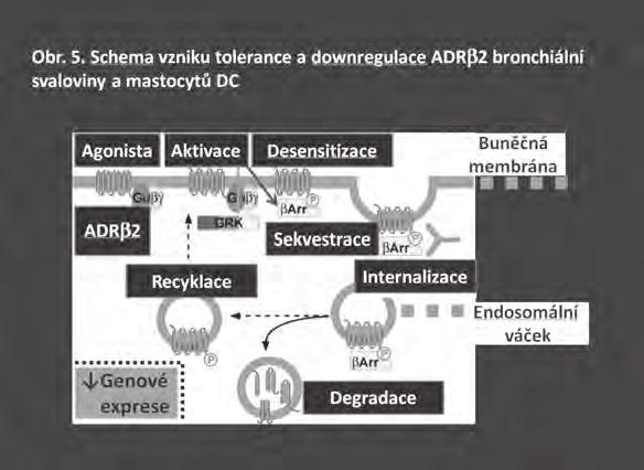 účinku odráží dobu difůze. Dlouhodobé působení salmeterolu nezávisí na dávce (27). Při prevenci EIB pomocí LABA je nutné k uvedeným vlastnostem přihlížet.