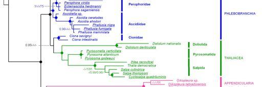 2009: An updated 18S rrna phylogeny of 2009 tunicates based on mixture and secondary structure models Tsagkogeorga et al.