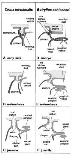 Diagram comparing the main events of morphogenesis of the stomodeal and