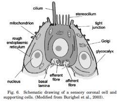 schlosseri. The sensory vesicle of C. intestinalis and the ganglionic vesicle ofb.