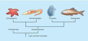 Chordata - apomorfie - základ t$lních plán% Notochord (chorda dorsalis) Trubicová nervová soustava Faryngotremie (a ob)aberní prostor: duplikatura ektodermu) *laznat& úsek na ventrální stran$ hltanu