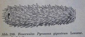 Pyrosomida - ohnivky Pyrosoma