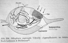 dioica Fritillaria Hox geny