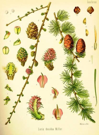 řád: Pinales čeleď: Pinaceae (borovicovité)