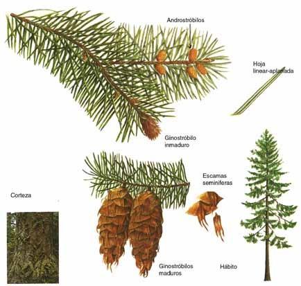 řád: Pinales čeleď: Pinaceae