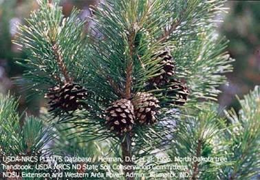řád: Pinales čeleď: Pinaceae