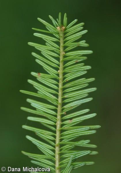 (borovicovité) Abies