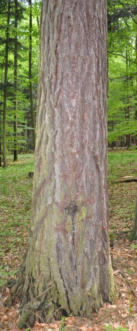 Čeleď Pinaceae (borovicovité) Larix decidua (modřín