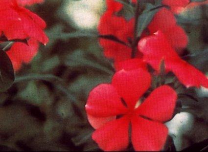 Vinca rosea, barvínek z