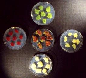 vinblastin antikancerogeny