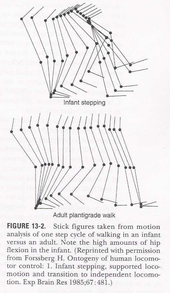 Časné krokové schopnosti Dynamický model Vrozené vzory chůze = stepping jako základ krokového cyklu Vývoj descendentního systému