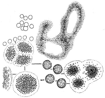 ŘÁD: Chroococcales - jednobuněčné sinice žijící jednotlivě nebo v koloniích obklopených slizem. Heterocyty a akinety chybějí.