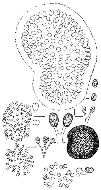 ROD: Woronichinia Rod kokálních sinic, rostoucích ve volně plovoucích, sférických koloniích. Kolonie jsou více méně kulovité, nepravidelně oválné, někdy protažené, mírně laločnaté.