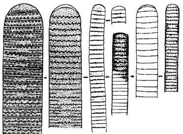 ŘÁD: Oscillatoriales Nevětvené izopolární trichomy nebo vlákna v rozplývajících se nezřetelných pochvách. Heterocyty a akinety chybí. Rozmnožování hormogoniemi.